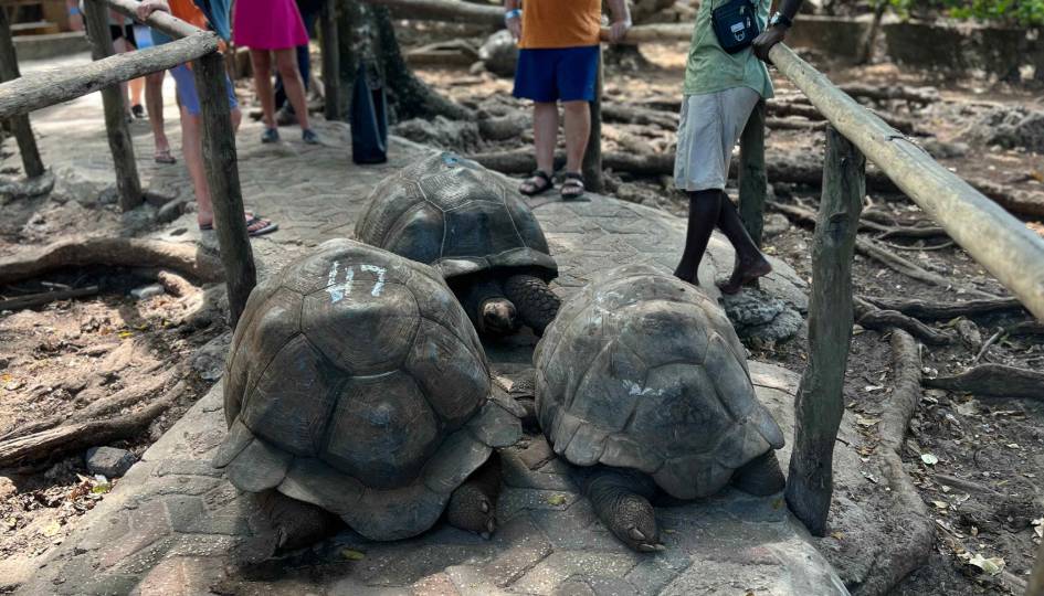 PRISON ISLAND / SANDBANK / STONE TOWN