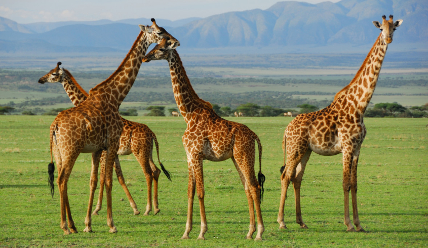 Serengeti National Park
