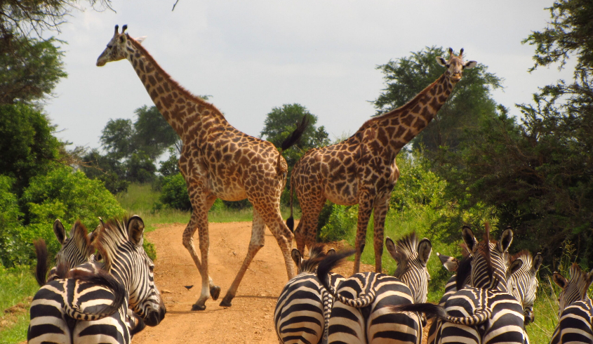 Mikumi National Park